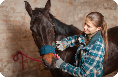 lp-metiers-animaliers-cheval