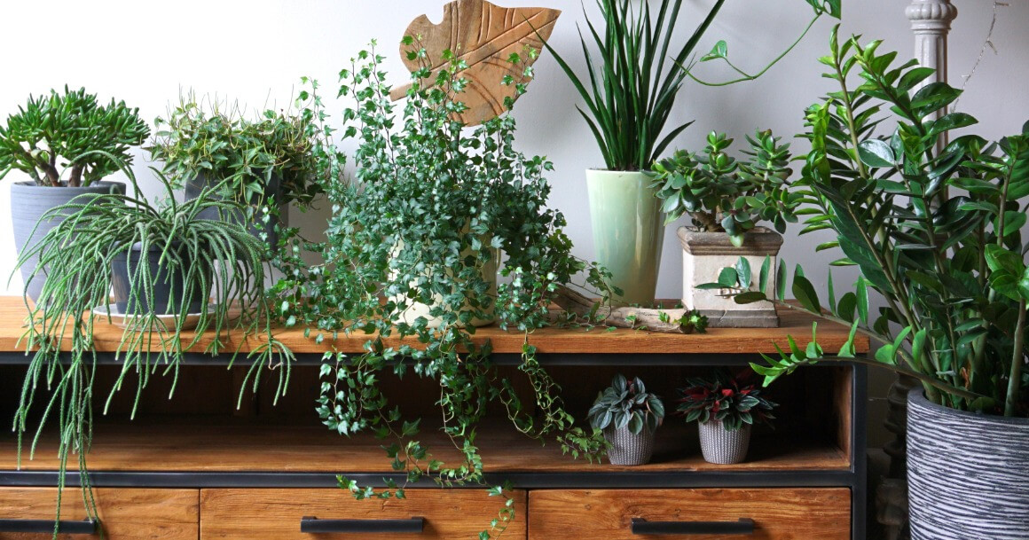 accrocher une plante aérienne pour décorer l'intérieur