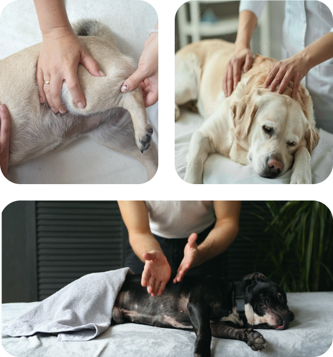 Tryptique masseur animalier