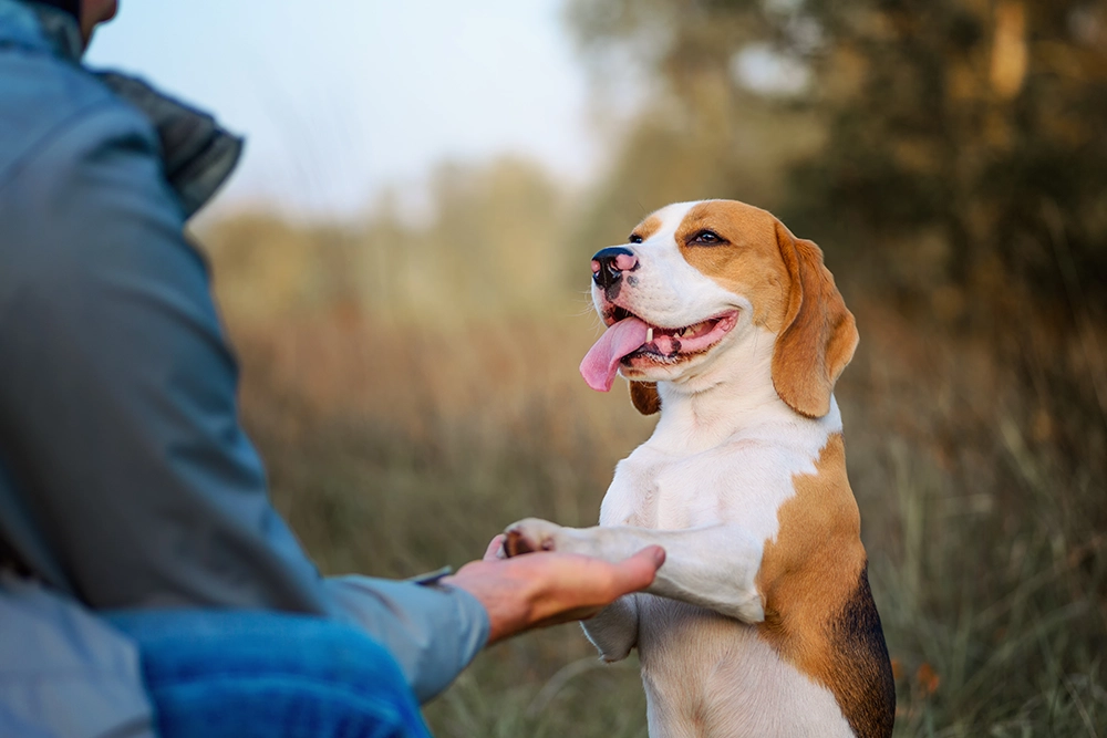 Beagle et éducateur canin