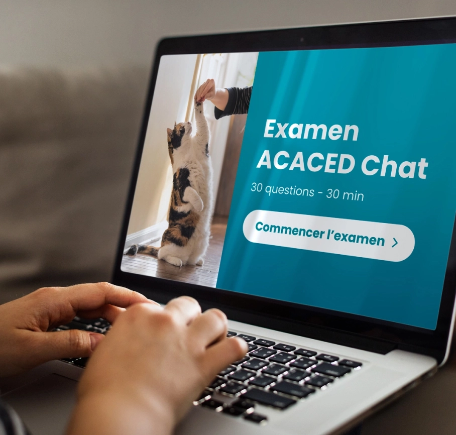 examen-acaced-chat