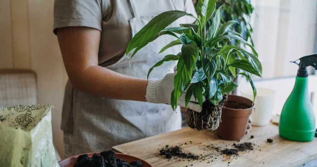 Rempotage de plante verte