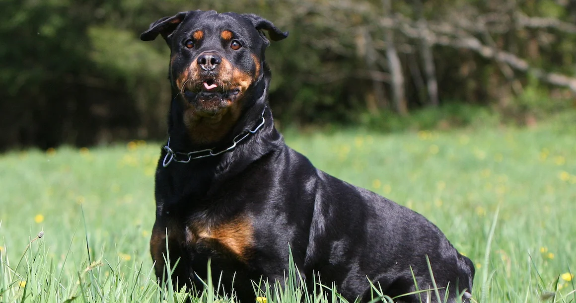 Découvrez les obligations légales imposée aux détenteurs de chiens catégorisés : permis, assurance, éducation etc.